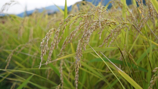 米農家救う有効な米価下落対策を急げ！